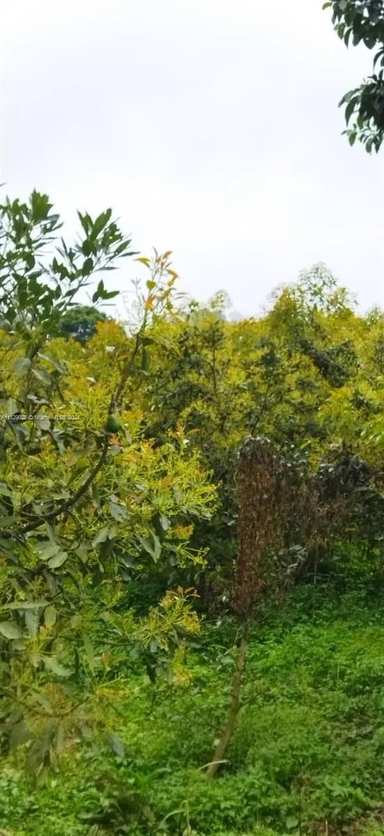 Armenia-Quindio, FL